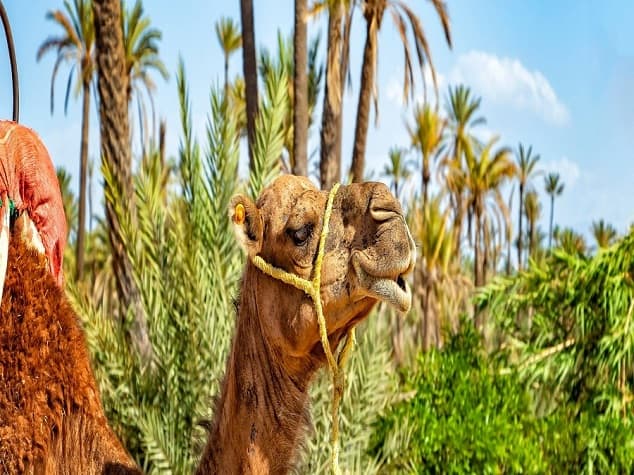 camel ride in palmeraie 7